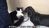 猫咪守护在水盆边不让狗狗过去喝水，这猫不好惹