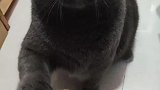 这家伙果然是我的猫