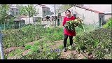 莴笋这样吃才叫爽，胖妹1人吃1大盘，又配2碗饭下肚，真过瘾