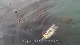 不要小看章鱼，饿极了连鲨鱼都吃，镜头拍下海底霸王被活吞的过程