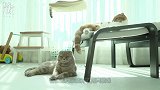 小黄猫不停的摇动尾巴，刚好打在小灰猫头上，小灰猫举动十分滑稽