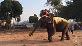 老挝大象真多！带你看看骑大象的正确方式，第一次见！