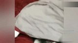 主人进房间看到这场面，哭笑不得