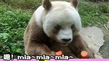 唯一一只掉色的大熊猫，熊猫：看啥看我妈生我的时候“墨水”不够