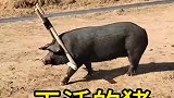 现在猪都能帮主人干活了