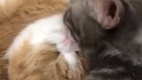 好可爱的两只小猫，黑猫的动作好暖