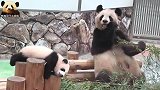 熊猫妈妈专心吃播，女儿彩浜也不闲着：卖萌的任务就交给我吧！