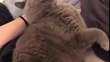猫：别烦我，我困着呢！