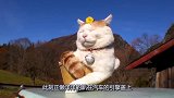 猫咪静静地坐在篮子里，头上还戴着一朵小黄花，显得格外呆萌好看