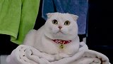 哪位大神知道这是什么歌？把我家猫咪听得一愣一愣的！