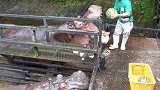 小浣熊走错地方，猩猩将小浣熊团团围住，想逃都逃不了