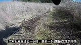 不愧是狗鼻子！揭秘搜救犬的工作原理