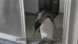 日本的这只网红企鹅，天天出门背着小包，还自己去鱼店买鱼吃