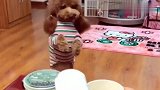 主人给泰迪吃肉自己却吃泡面，泰迪看见之后的举动，让人泪流满面
