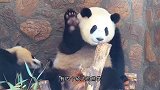 熊猫哥俩抢滑滑梯，互扇耳光，熊妈妈只顾吃竹子