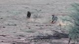 狮子偷袭鬣狗, 不料却被鬣狗反咬住嘴巴, 场面一度十分尴尬