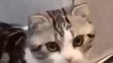 猫咪是听语气还是听内容?