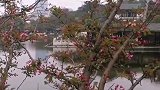成都桂湖，始建于初唐时期，城市中的后花园