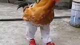 这大公鸡穿的真不错啊！