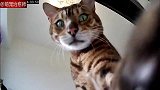 主人：怎么感觉我才是被监视的那一个！猫：你这人太狗了！