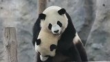 熊猫：就想天天和你黏在一起