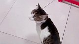 猫我这么配合你，你得给我小鱼干吃！