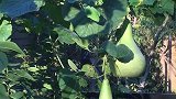 随拍——藤架上的伴侣