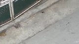 战斗喵生，猫咪居然也有这么强的战斗力
