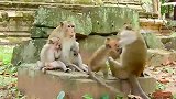 流浪公猴很坏，喜欢恶作剧，小猴子都被它玩坏了