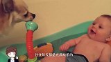 老妈让狗狗摸宝宝一下，下一秒狗狗的举动，爸妈差点笑岔气了