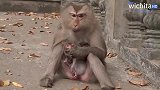实拍：上帝，猴妈被猴宝咬伤了！