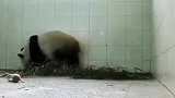 吓得不敢认了，初为人母，大熊猫第一次见到孩子的反应