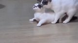 你们猜后面会发生什么