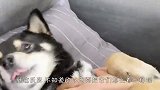 主人给柴犬剪指甲，结果像疯了似的，一定憋住别笑