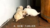 萌宠 刚睁眼的小土狗，猜猜哪个是老大![高清版]