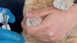 原来大福也怕猫老大……