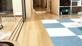 萌宠布偶猫：你花这么多钱买我，现在把我当狗养