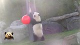 熊猫宝宝连续打滚儿嗨翻天，真不愧是“滚滚”