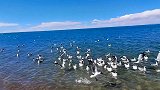 鸟的天堂青海湖