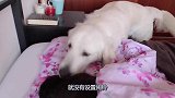 金毛叫主人起床，奈何主人无动于衷，金毛竟然不停地拉主人的被子