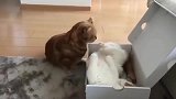 白猫占据了，本属于棕猫的纸盒子,一场战斗即将开始
