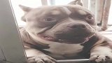 斗牛犬：我好想吃肉肉啊，快给我一块
