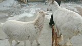两只小羊真搞笑，一个小椅子就能玩半天，挤来挤去真好玩