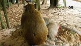莱拉要生了，猴王来看它的第一个孩子出生