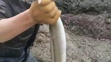 天文大潮才能抽的底潮坑 白鲨大战猫齿鲨