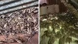 澳大利亚：密集恐惧！农夫在谷仓里拍到上千只老鼠聚集的场景