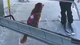 主人带狗子去滑雪，这动作，不是说建国以后不能成精吗
