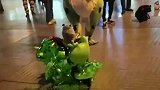 青蛙妈妈忙着跳舞，儿女都被宝宝拿走了