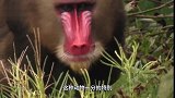 世界上最凶残的猴子！宁遇豺狼不遇山魈，原来是真的