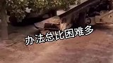 开心果机械加工，抖一抖就完事了，也太快了吧